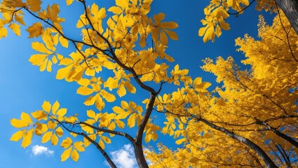 Fototapeta premium Bright yellow autumn leaves against a blue sky with clouds in a clear seasonal landscape image.