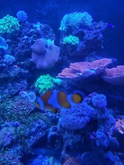 coral reef in the sea