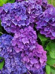 hydrangea