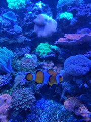 coral reef and fish