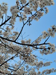 cherry blossom in spring