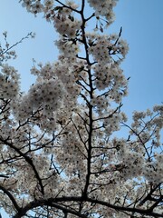 cherry tree in bloom