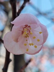 cherry blossom on a tree