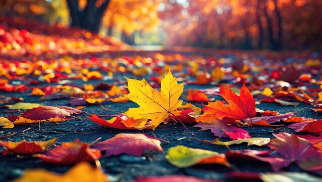Colorful autumn leaves scattered on ground in a sunlit forest pathway with warm tones of orange and yellow creating a seasonal atmosphere