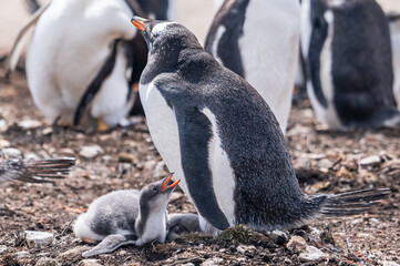Gentoo penguins and rookery with chicks and eggs in port Stanley Falklands