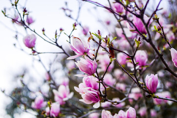 pink cherry blossom in spring