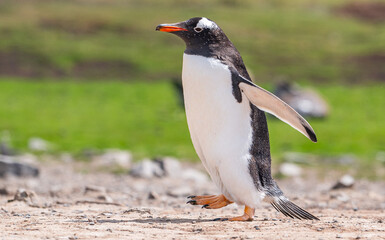 Gentoo penguins and rookery with chicks and eggs in port Stanley Falklands
