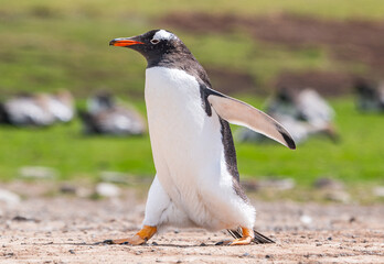 Naklejka premium Gentoo penguins and rookery with chicks and eggs in port Stanley Falklands
