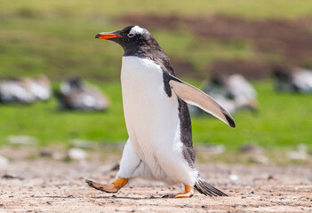 Gentoo penguins and rookery with chicks and eggs in port Stanley Falklands