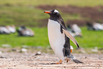 Naklejka premium Gentoo penguins and rookery with chicks and eggs in port Stanley Falklands