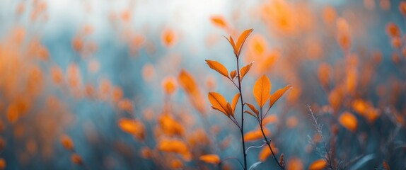 Autumn leaves with warm orange tones against a blurred background in a soft focus nature scene