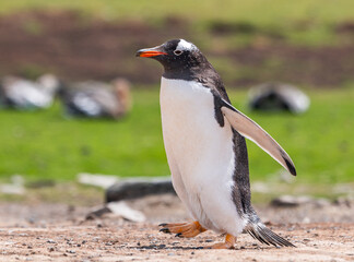 Gentoo penguins and rookery with chicks and eggs in port Stanley Falklands