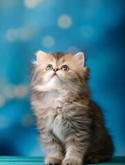 上を見上げる可愛い子猫