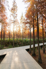 Beautiful colorful forest landscape in autumn season