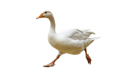 White goose walking on a white background
