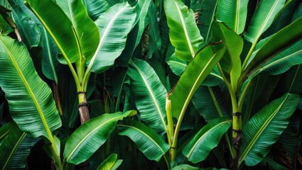 Lush green banana leaves background with rich texture and vibrant colors ideal for nature-themed designs and botanical illustrations