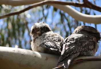 Young Tawny Frogmouth (Podargus strigoides), Narre Warren South, Melbourne, Victoria, Australia.