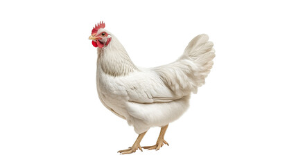 White chicken standing on a white background