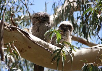 Young Tawny Frogmouth (Podargus strigoides), Narre Warren South, Melbourne, Victoria, Australia.