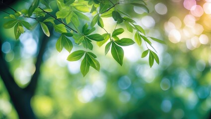 Bokeh background of fresh green tree leaves creating a serene nature atmosphere ideal for wellness and spa concepts with soft blur effects.