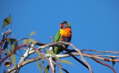 Rainbow Lorikeet (Trichoglossus moluccanus), Cranbourne East, Melbourne, Victoria, Australia.