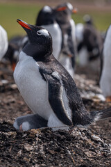 Gentoo penguins and rookery with chicks and eggs in port Stanley Falklands
