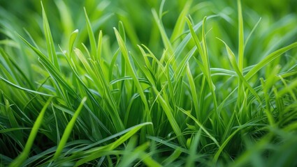 Fototapeta premium Close-up view of vibrant green grass blades with soft focus on lush natural lawn background for environmental and botanical themes.