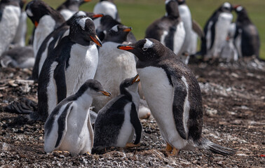 Naklejka premium Gentoo penguins and rookery with chicks and eggs in port Stanley Falklands