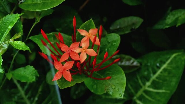 Romantic red ixora flower with green leaves around it when it rains, the raindrops beautify the sparkle of the flower petals.
