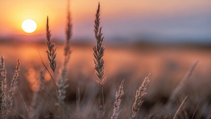 Naklejka premium Serene sunset over dry grass with a blurred background creating a peaceful landscape atmosphere ideal for nature photography.
