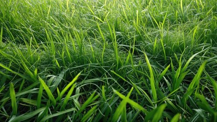 Obraz premium Lush green grass field with varied blade heights showcasing vibrant greenery and natural texture under soft daylight.
