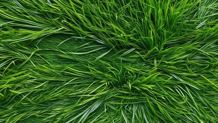 Lush green grass texture background with varying blades and a natural, fresh appearance