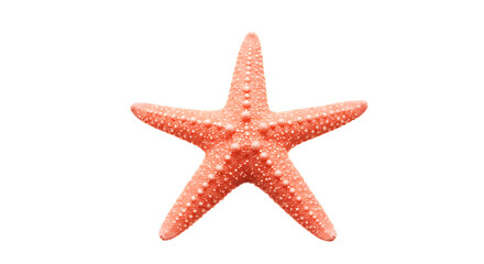 Isolated Pink Starfish on Black Background for Ocean Theme Designs