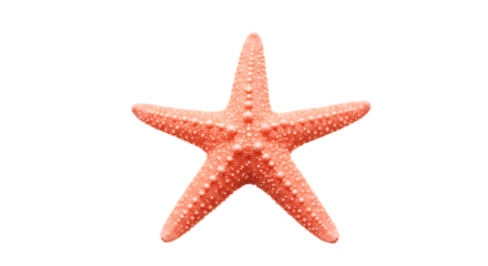 Isolated Pink Starfish on Black Background for Ocean Theme Designs