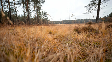 Autumnal marsh landscape, tall grasses, forest background, nature photography