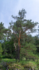 Green pine tree in the forest in summer