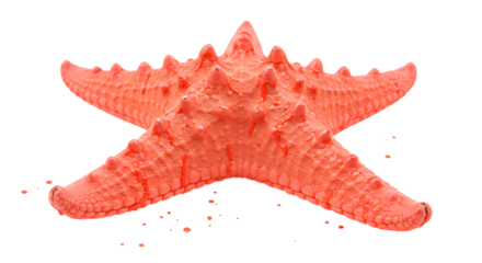 Vibrant Orange Starfish on Black Background Displays Marine Life Beauty