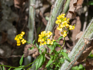 Many wildflowers in a meadow