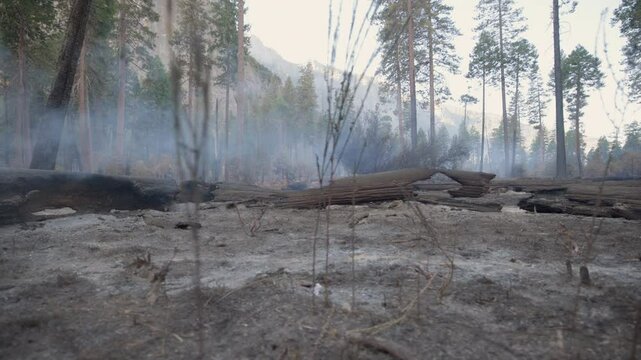 A hauntingly desolate forest landscape featuring charred, burned trees with smoke lingering and rising ominously in the background, vividly depicting the devastating aftermath of a recent wildfire