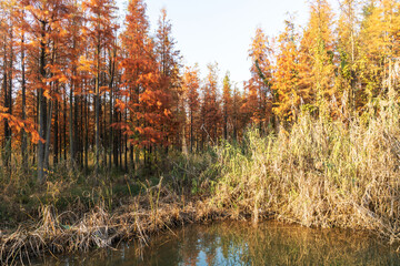 Beautiful colorful forest landscape in autumn season