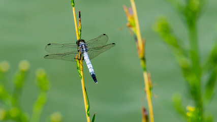 Dragonfly on the grass close-up