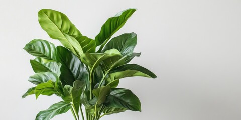 Lush green leafy plant in a modern pot positioned against a minimalistic light background showcasing vibrant foliage and natural beauty