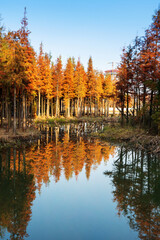 Beautiful colorful forest landscape in autumn season