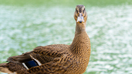 A wild duck (Anas platyrhynchos) near water
