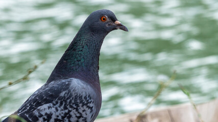 Rock dove close up