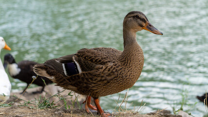 A wild duck (Anas platyrhynchos) near water