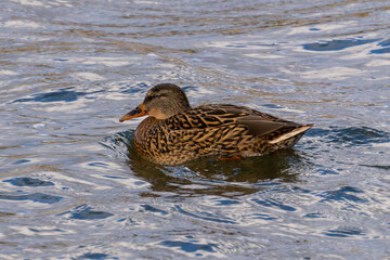 A wild duck (Anas platyrhynchos) swims in the water