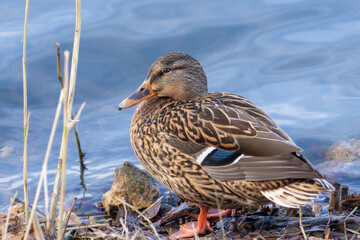 Fototapeta premium Wild duck near water