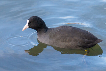 A diving duck (Aythya) swims in the water