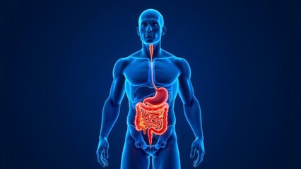 human digestive system highlighted in male body, medical illustration for educational and healthcare uses